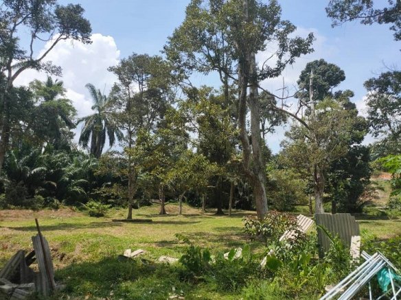 Investing in Durian Orchard Land in Sepang, Selangor