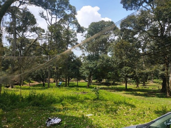 Investing in Durian Orchard Land in Sepang, Selangor