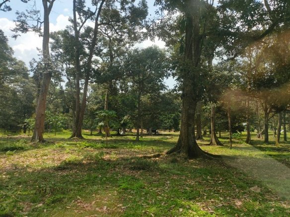 Investing in Durian Orchard Land in Sepang, Selangor