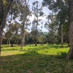 Investing in Durian Orchard Land in Sepang, Selangor