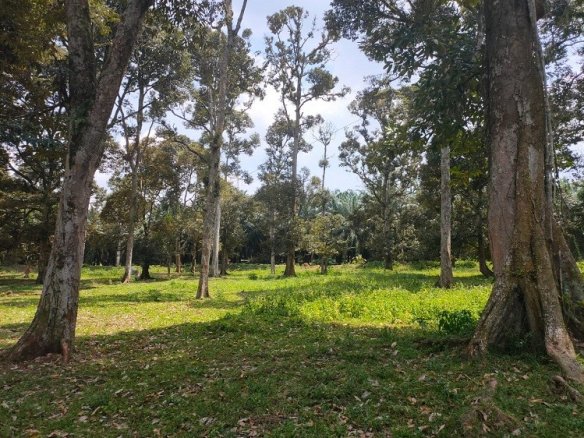 Investing in Durian Orchard Land in Sepang, Selangor