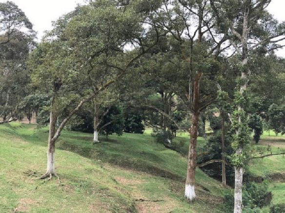 Bayan Lepas Penang, Land for sale 2025