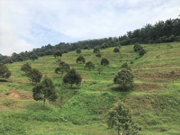 Bayan Lepas Penang, Land for sale 2025