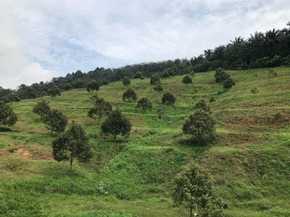Bayan Lepas Penang, Land for sale 2025