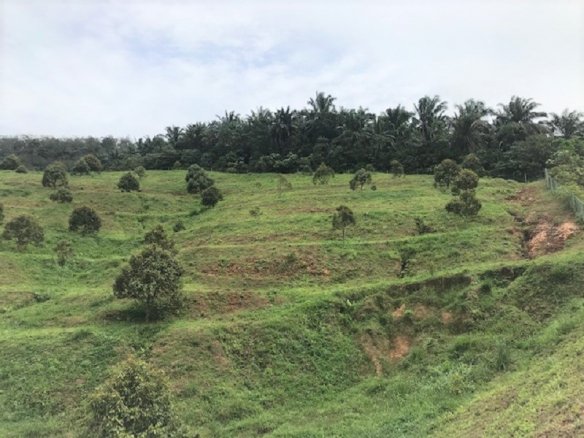 Bayan Lepas Penang, Land for sale 2025